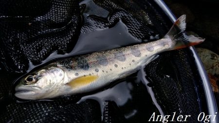 引原川本流にはロマンがある