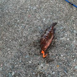 良い時期になってきた