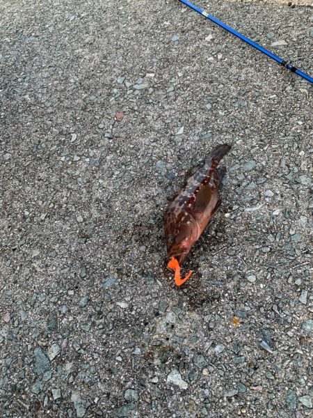 良い時期になってきた