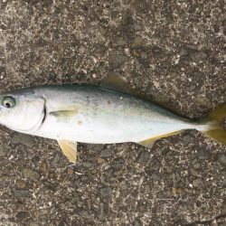 アジングならず