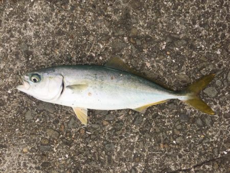 アジングならず