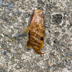 キス釣りのはずが・・・