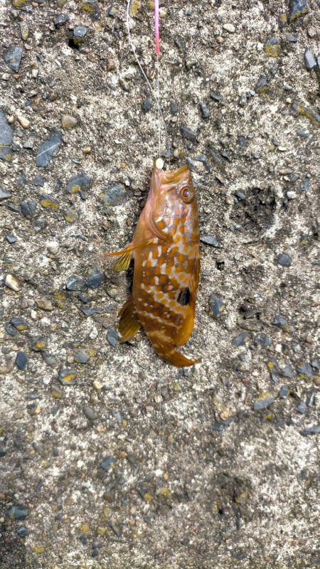 キス釣りのはずが・・・