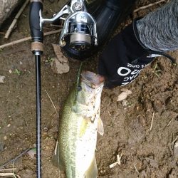 午前中の数釣り釣行