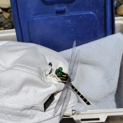 紀ノ川支流にて