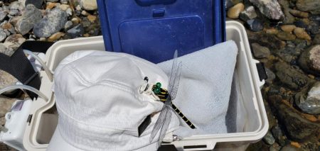 紀ノ川支流にて