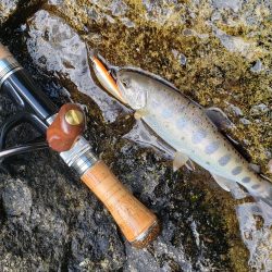 渓流は涼しい(^∇^)小型は結構いるんですが大きいのは留守みたい、、、