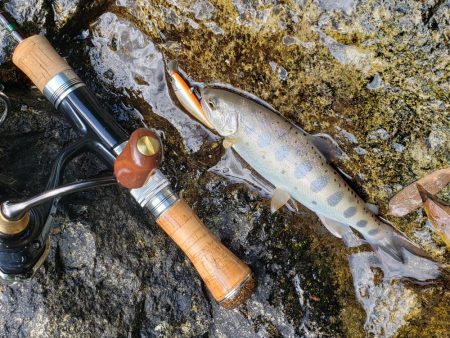 渓流は涼しい(^∇^)小型は結構いるんですが大きいのは留守みたい、、、