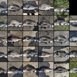 再度巨チヌ降臨‼️