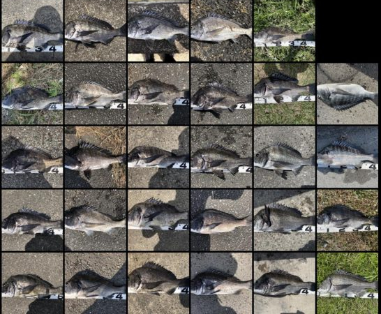 再度巨チヌ降臨‼️