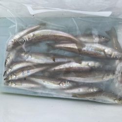 ちょい投げキス釣り