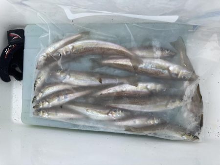 ちょい投げキス釣り