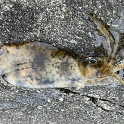 夏イカ釣行