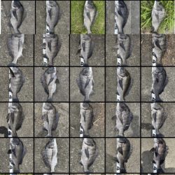 イチノ兄弟、釣果！