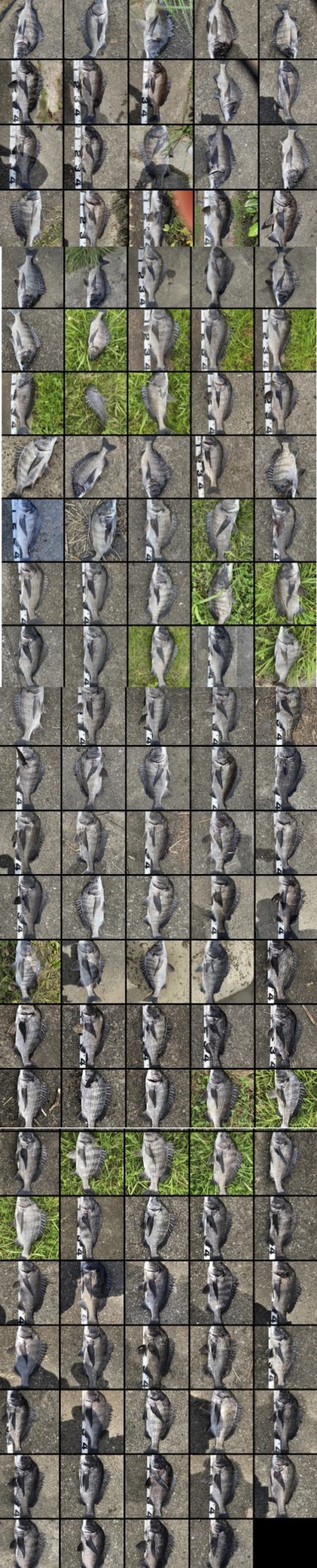 イチノ兄弟、釣果！