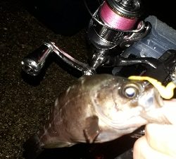 梅雨本番、梅雨メバルを求めて