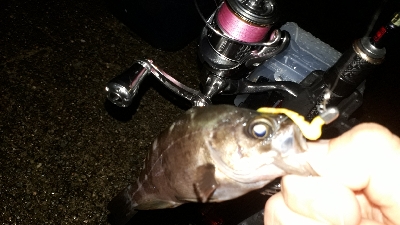 梅雨本番、梅雨メバルを求めて