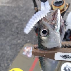 サバゲーはアジングの練習~