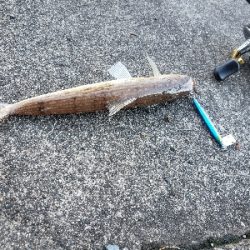 まだちょっとはやい？