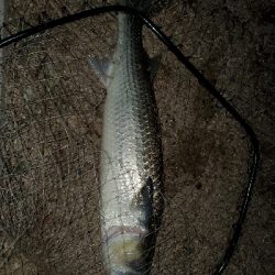 チヌトップタックルにて。