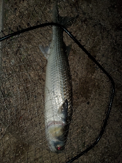 チヌトップタックルにて。