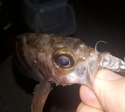 サバゲーからのメバリング