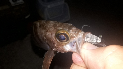 サバゲーからのメバリング