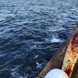 やっぱりサバのみ