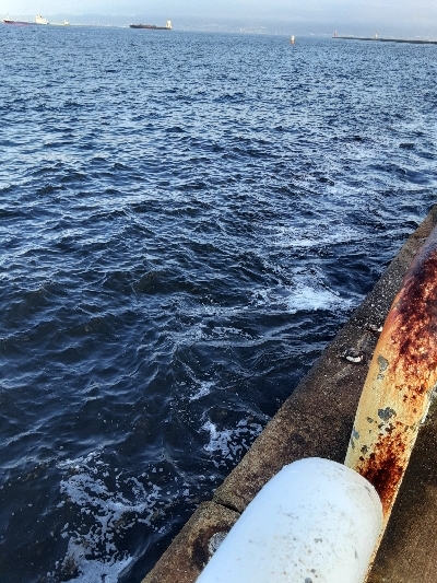 やっぱりサバのみ