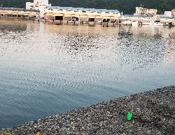 びっくり鯵、平目、鱚