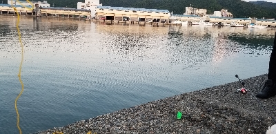 びっくり鯵、平目、鱚