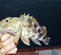 ライトソルト 五目達成！