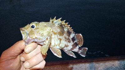 ライトソルト 五目達成！