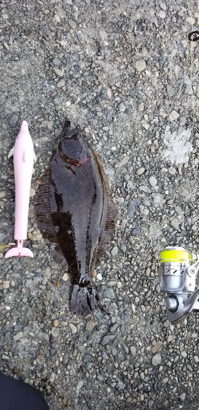 ヒラメ　アジ　アナゴ？