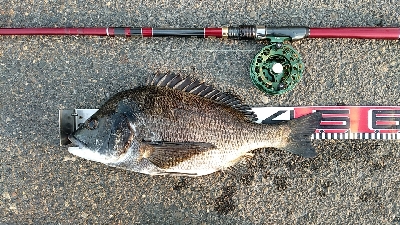 3尾・50cmの壁越えなるか