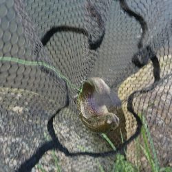 フィッシングフィールド中津川でのエリアトラウト