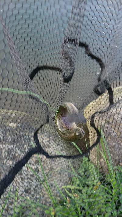 フィッシングフィールド中津川でのエリアトラウト