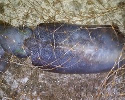 ショアジギ開始までのエギングてアオリイカ！