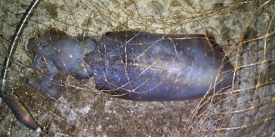 ショアジギ開始までのエギングてアオリイカ！