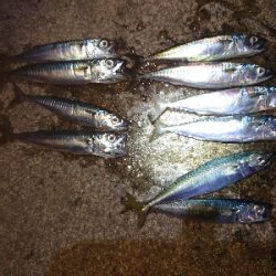 久々にいいサイズ