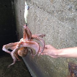 600グラムオーバー