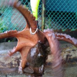 雨の日はあたりが小さい?