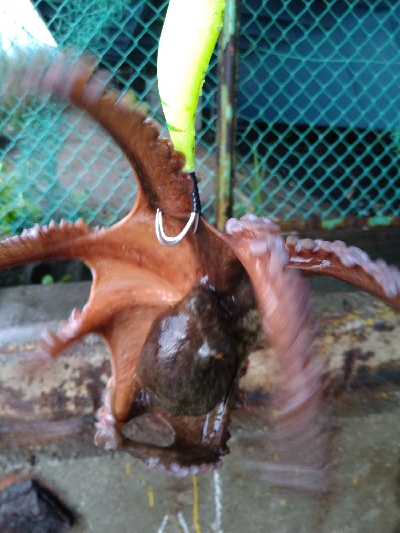 雨の日はあたりが小さい?