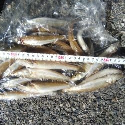 大塩海岸のキス釣り