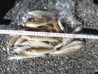 大塩海岸のキス釣り