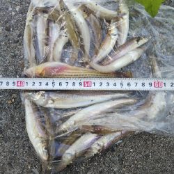 苅屋海岸のキス釣り