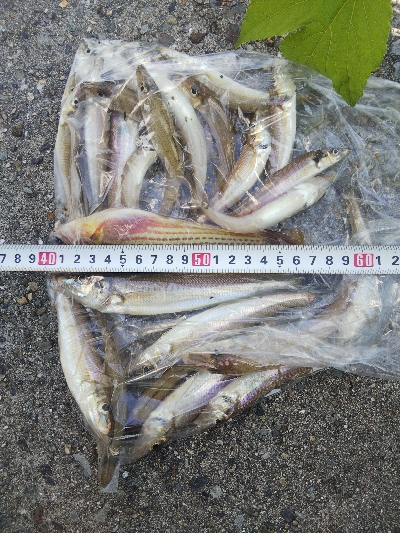 苅屋海岸のキス釣り