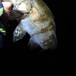 連日のメバリング