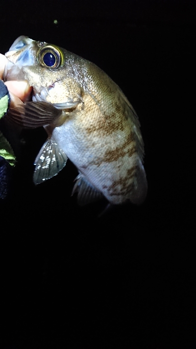 連日のメバリング