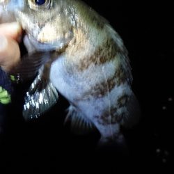 まだまだメバル。